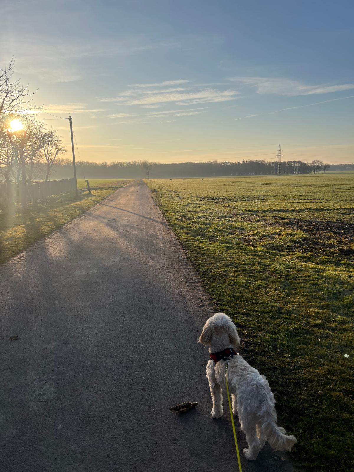 Spaziergang bei Sonnenaufgang