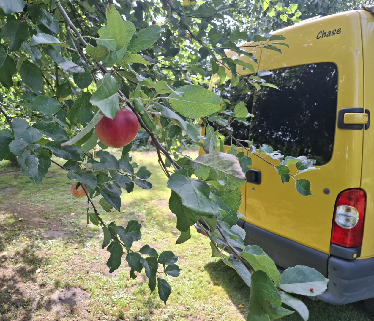 Apfel am Baum neben Camper